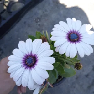 African Daisy Side Show White Live Plant – Heat-Tolerant – 6 inch pot - Image 6