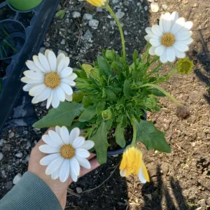 African Daisy White Live Plant – 6 Inch Pot – Blooming Now – Outdoor Flower - Image 2