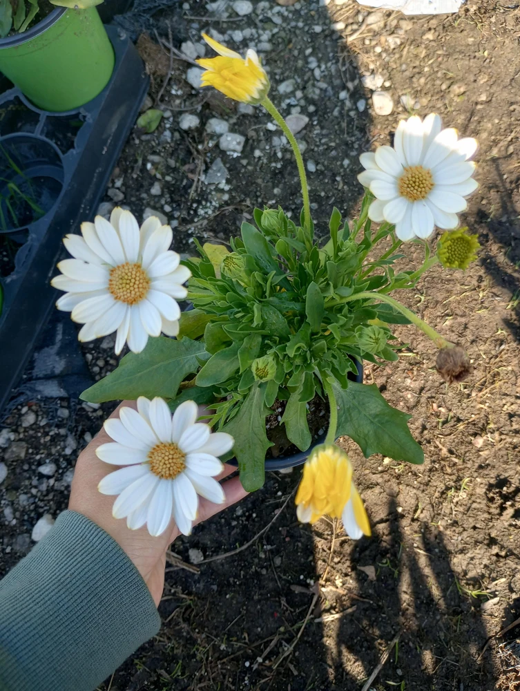 African Daisy White Live Plant – 6 Inch Pot – Blooming Now – Outdoor Flower - Image 2