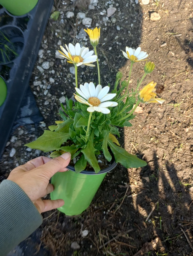 African Daisy White Live Plant – 6 Inch Pot – Blooming Now – Outdoor Flower - Image 3