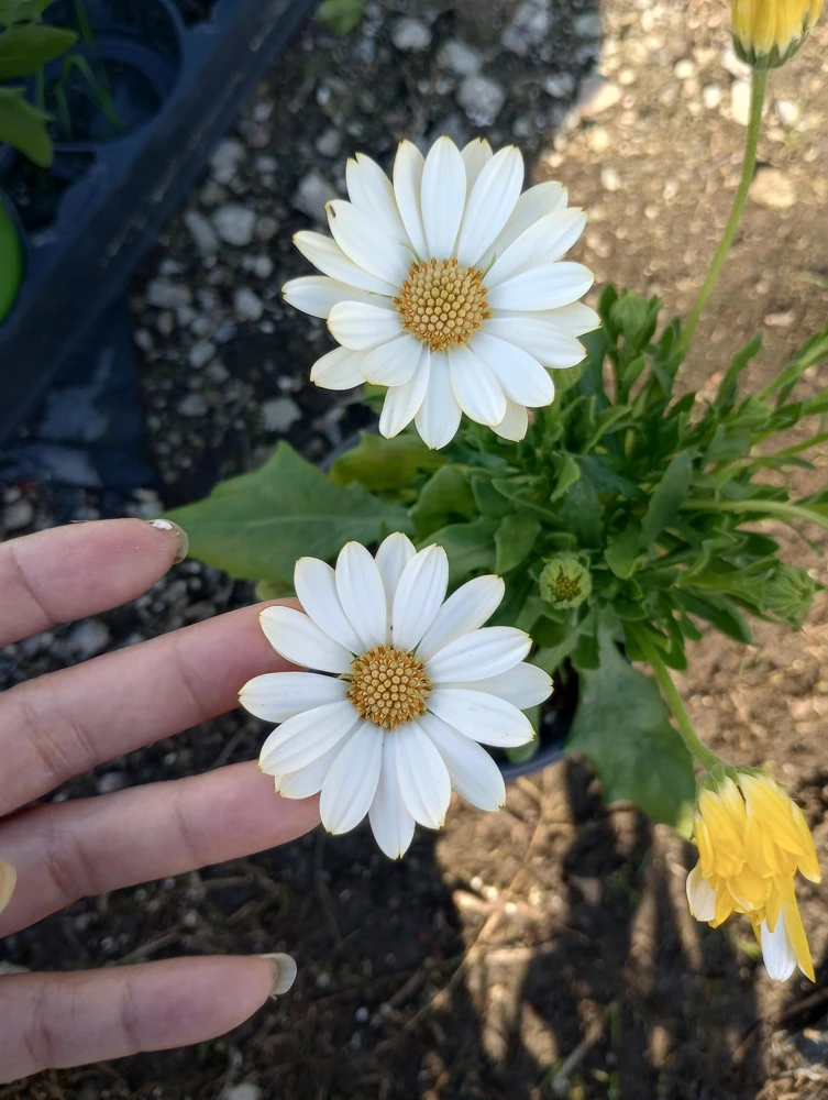 African Daisy White Live Plant – 6 Inch Pot – Blooming Now – Outdoor Flower - Image 1