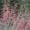Agastache Apache Sunset Hummingbird Mint Live Plant - Starter - 4-8" Tall - Image 1