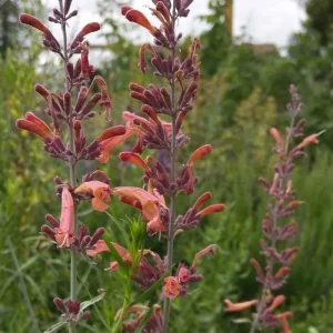 Agastache Apache Sunset Hummingbird Mint Live Plant - Starter - 4-8