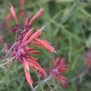 Agastache Apache Sunset Hummingbird Mint Live Plant - Starter - 4-8