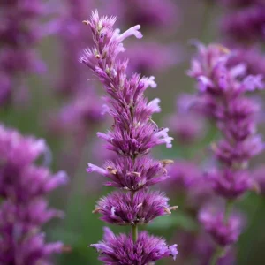 Agastache Arcado Pink Hummingbird Mint Live Starter Plant - 2.5