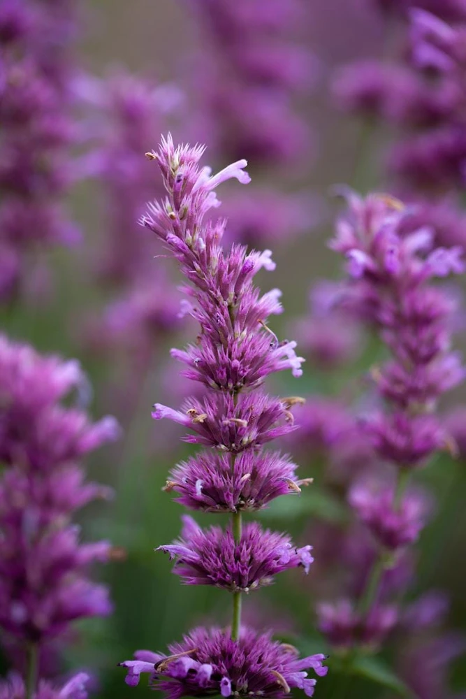 Agastache Arcado Pink Hummingbird Mint Live Starter Plant - 2.5"x3.5" Pot - Image 1