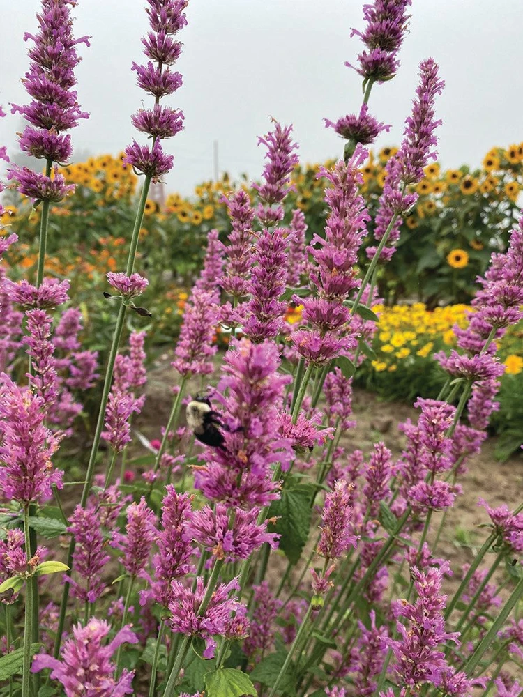 Agastache Arcado Pink Hummingbird Mint Live Starter Plant - 2.5"x3.5" Pot - Image 2