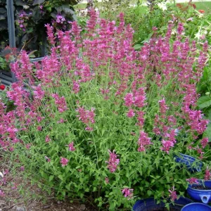 Agastache Arcado Pink Hummingbird Mint Live Starter Plant - 2.5