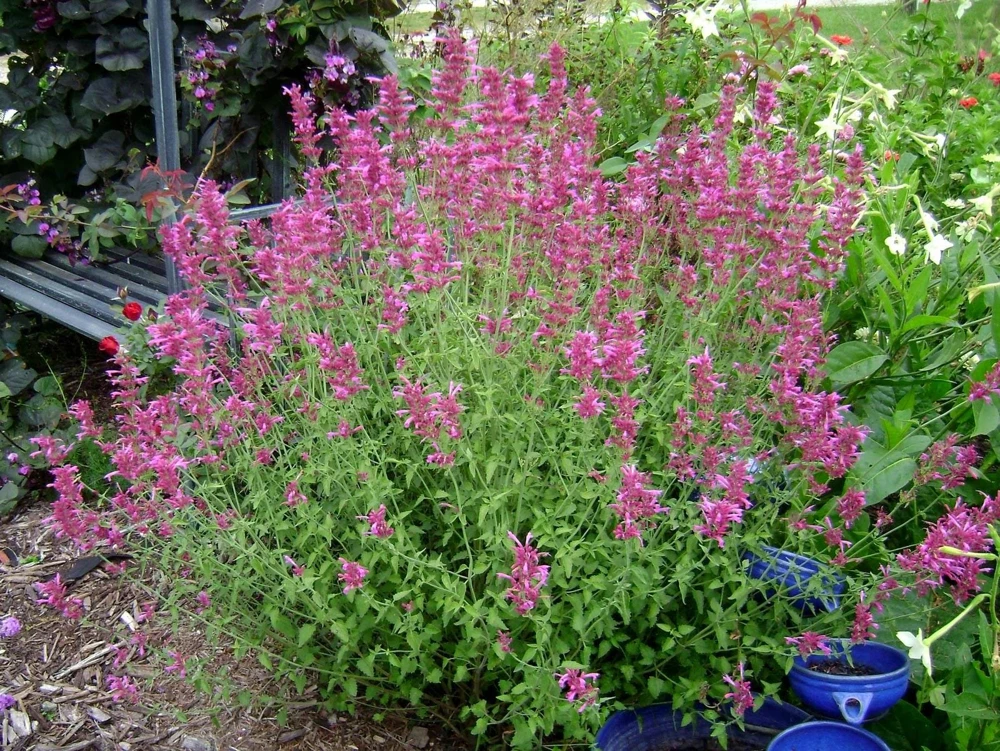 Agastache Arcado Pink Hummingbird Mint Live Starter Plant - 2.5"x3.5" Pot - Image 3