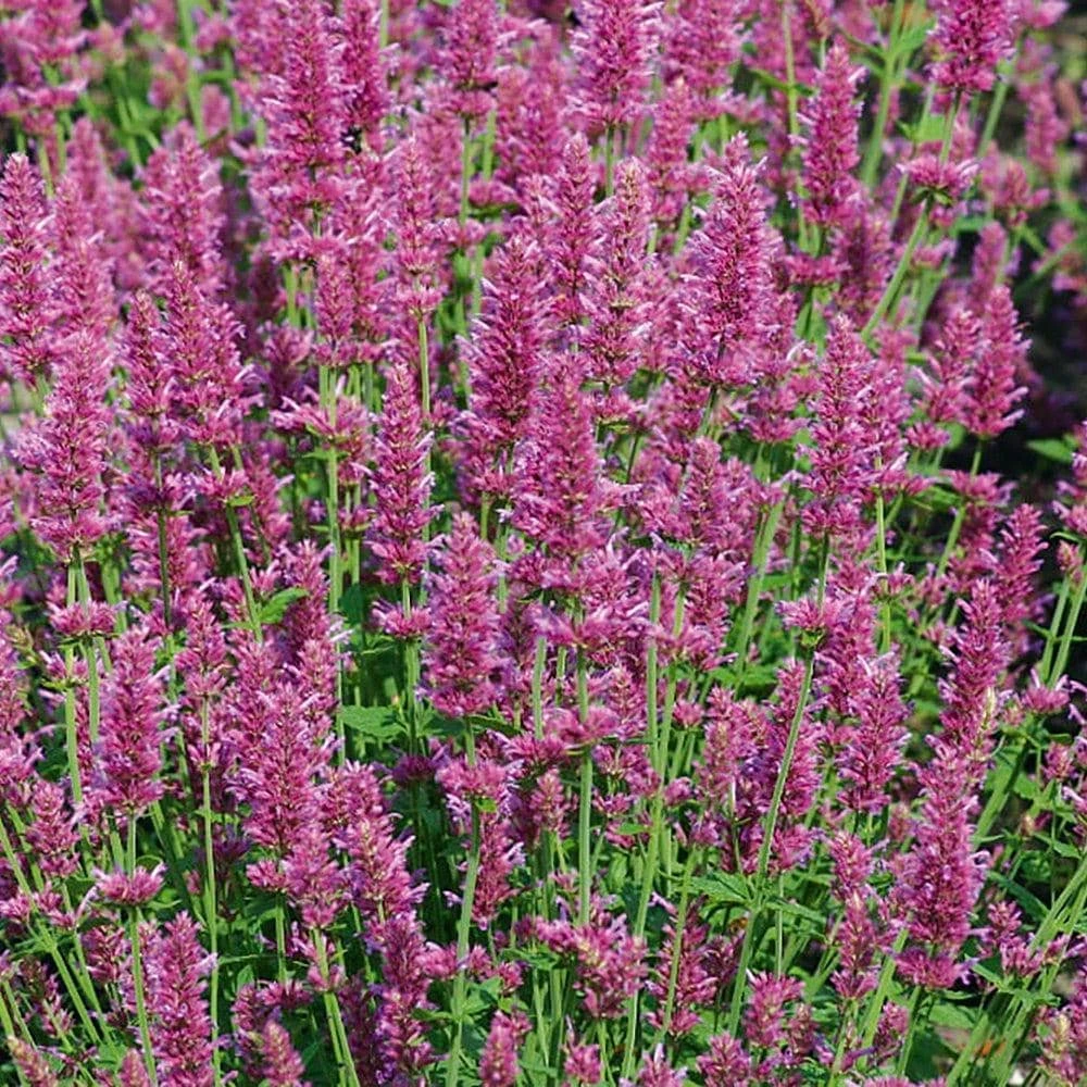 Agastache Arcado Pink Hummingbird Mint Live Starter Plant - 2.5"x3.5" Pot - Image 4