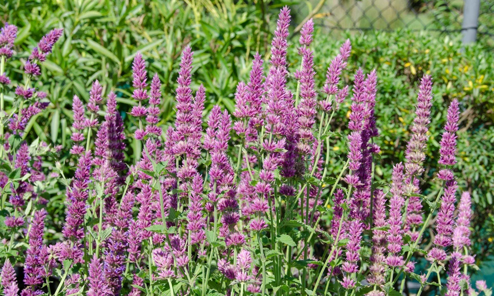 Agastache Arcado Pink Hummingbird Mint Live Starter Plant - 2.5"x3.5" Pot - Image 5