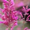Agastache Bolero Hummingbird Mint Live Starter Plant - 2.5x3.5 inch Pot - Image 1