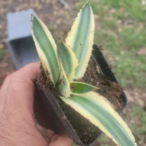Agave Lophantha Quadricolor Variegated Succulent Live Plant, 4.5 in, Outdoor - Image 2