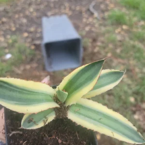 Agave Lophantha Quadricolor Variegated Succulent Live Plant, 4.5 in, Outdoor - Image 3