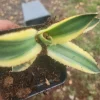 Agave Lophantha Quadricolor Variegated Succulent Live Plant, 4.5 in, Outdoor - Image 1