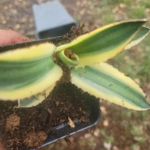 Agave Lophantha Quadricolor Variegated Succulent Live Plant, 4.5 in, Outdoor - Image 1