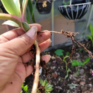 Agave Lophantha Quadricolor Variegated Succulent Plant - Live Bare Root - Image 2