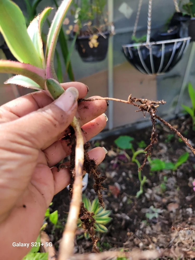 Agave Lophantha Quadricolor Variegated Succulent Plant - Live Bare Root - Image 2