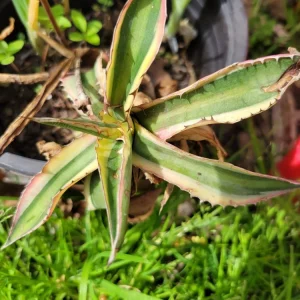 Agave Lophantha Quadricolor Variegated Succulent Plant - Live Bare Root - Image 3