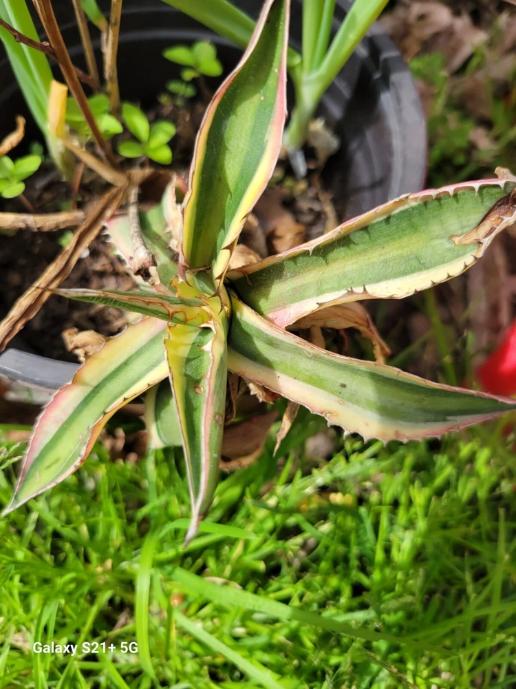Agave Lophantha Quadricolor Variegated Succulent Plant - Live Bare Root - Image 3