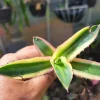 Agave Lophantha Quadricolor Variegated Succulent Plant - Live Bare Root - Image 1