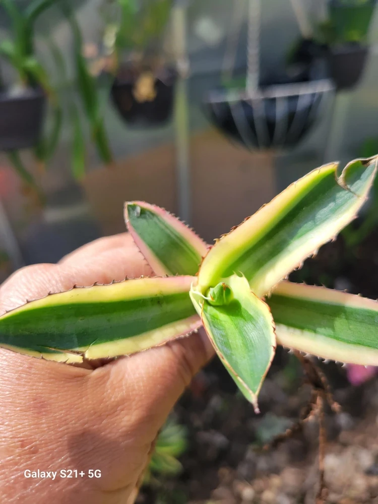 Agave Lophantha Quadricolor Variegated Succulent Plant - Live Bare Root - Image 1