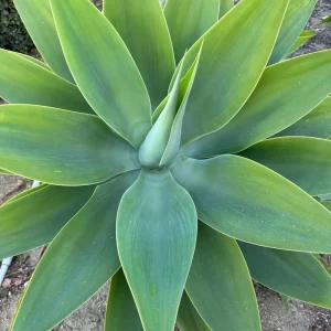Agave Plant Cutting 5-10 inch – Live Plant – Easy Care Succulent - Image 2