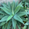 Agave Plant Cutting 5-10 inch – Live Plant – Easy Care Succulent - Image 1
