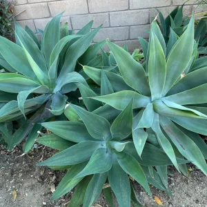Agave Plant Cutting 5-10 inch – Live Plant – Easy Care Succulent - Image 4