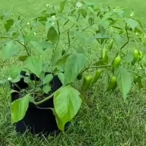 Aji Rico Pepper Live Plant – Sweet Hot Pepper – 6 Inch Pot – Outdoor Edible - Image 2