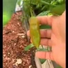 Aji Rico Pepper Live Plant – Sweet Hot Pepper – 6 Inch Pot – Outdoor Edible - Image 1