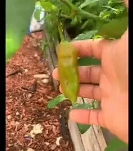 Aji Rico Pepper Live Plant – Sweet Hot Pepper – 6 Inch Pot – Outdoor Edible - Image 1