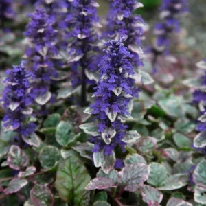 Ajuga 'Burgundy Glow' Bugleweed - Shade Groundcover Live Starter Plant - 2.5