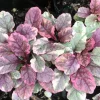 Ajuga 'Burgundy Glow' Bugleweed - Shade Groundcover Live Starter Plant - 2.5" Pot - Image 1