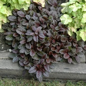 Ajuga 'Mahogany' Live Plant - Shade Groundcover - 2.5
