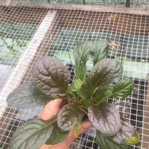 Ajuga 'Mahogany' Live Plant - Shade Groundcover - 2.5