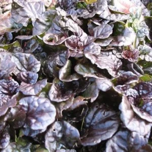 Ajuga 'Mahogany' Live Plant - Shade Groundcover - 2.5