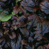 Ajuga 'Mahogany' Live Plant - Shade Groundcover - 2.5" Pot - Image 1
