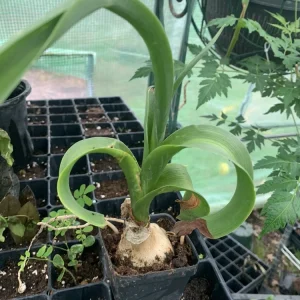 Albuca Bracteata Pregnant Onion Succulent Live Plant - Fast Growing Houseplant - Image 2