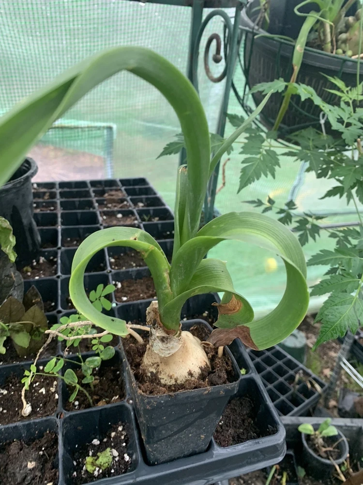 Albuca Bracteata Pregnant Onion Succulent Live Plant - Fast Growing Houseplant - Image 2