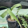 Albuca Bracteata Pregnant Onion Succulent Live Plant - Fast Growing Houseplant - Image 1