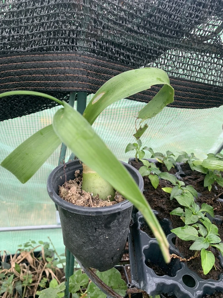 Albuca Bracteata Pregnant Onion Succulent Live Plant - Fast Growing Houseplant - Image 1