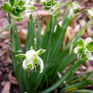 Albuca Humilis Succulent Bulbs – 3 Live Green & White Variegated Flower Plant Bulbs – Indoor/Outdoor - Image 3