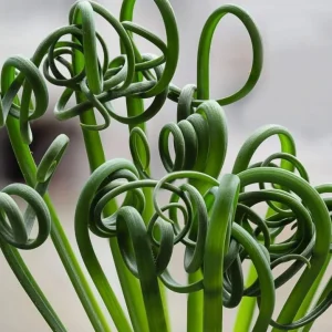 Albuca Spiralis Frizzle Sizzle Live Plant – Rare Curly Succulent – 4