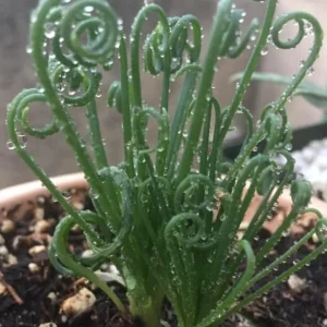 Albuca Spiralis Frizzle Sizzle Live Plant – Rare Curly Succulent – 4