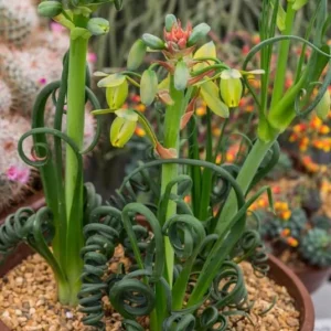 Albuca Spiralis Frizzle Sizzle Live Plant – Rare Curly Succulent – 4