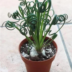 Albuca Spiralis Frizzle Sizzle Live Plant – Rare Curly Succulent – 4