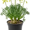 Albuca Spiralis Frizzle Sizzle Live Plant – Rare Curly Succulent – 4" Pot - Image 1