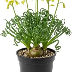 Albuca Spiralis Frizzle Sizzle Live Plant – Rare Curly Succulent – 4