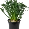 Albuca Spiralis Live Plant - Frizzle Sizzle Succulent, 4" Pot, Green - Image 1